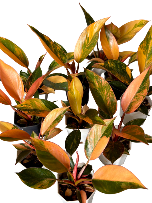 Philodendron Orange Congo Variegated – Set of 5 Plants