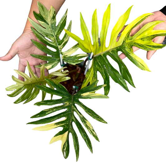 Philodendron Mayoi Variegated