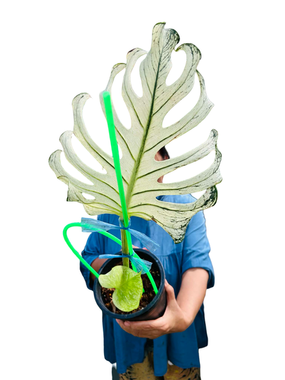 Monstera Deliciosa “Devil Monster” – 1 Leaf Cutting Rooted, 1 Shoot