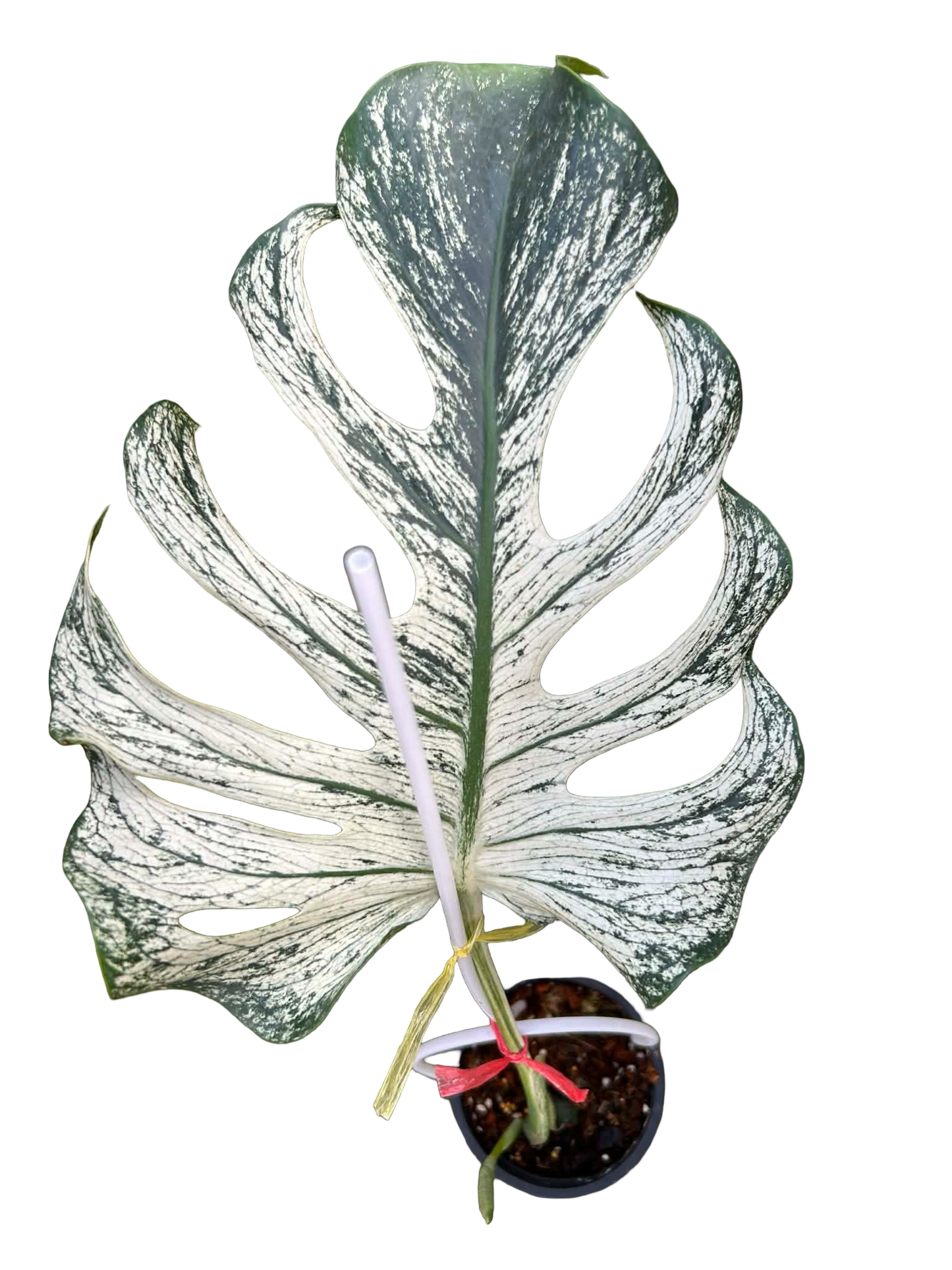Monstera Deliciosa “Devil Monster” – 1 Leaf Cutting Rooted, 1 Shoot