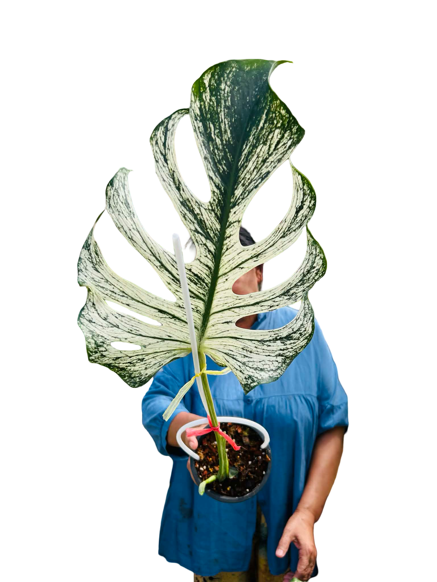 Monstera Deliciosa “Devil Monster” – 1 Leaf Cutting Rooted, 1 Shoot