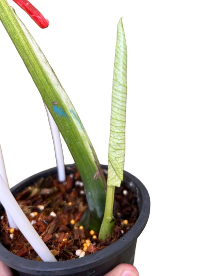 Monstera Deliciosa “Devil Monster” – 1 Leaf Cutting Rooted, 1 Shoot