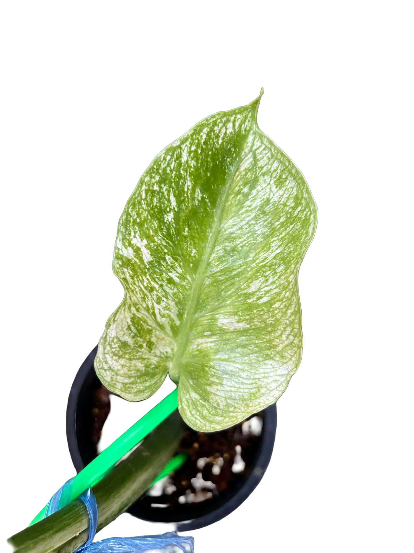 Monstera Deliciosa “Devil Monster” – 1 Leaf Cutting Rooted, 1 Shoot