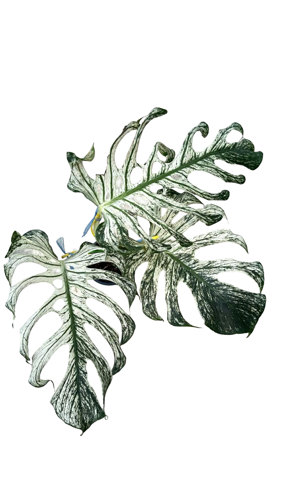 Monstera deliciosa “Devil Monster” – Rooted Top Cut (3 Leaves)