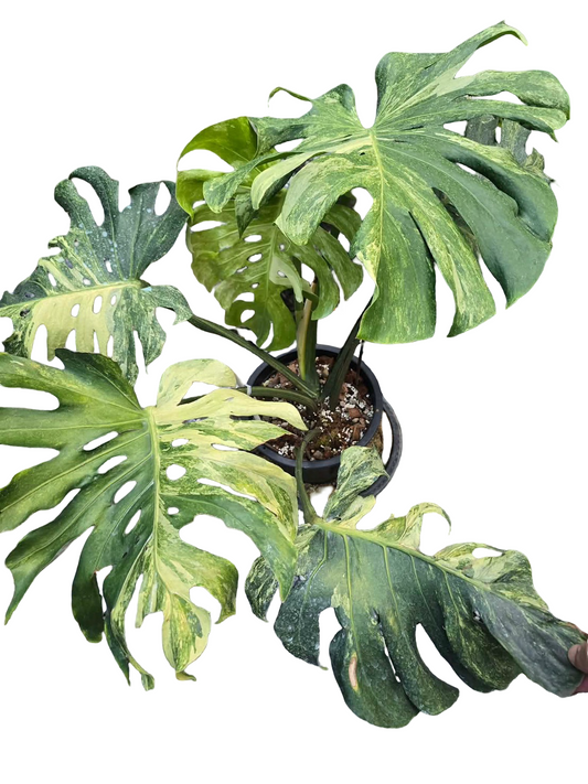 Monstera deliciosa “Ocean Mint” Variegated – Large Specimen