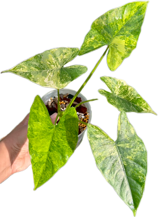 Alocasia Epilithica Aurea Variegated