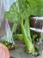 Monstera deliciosa “Devil Monster” – Tissue Culture (TC) | 100% Authentic Clone