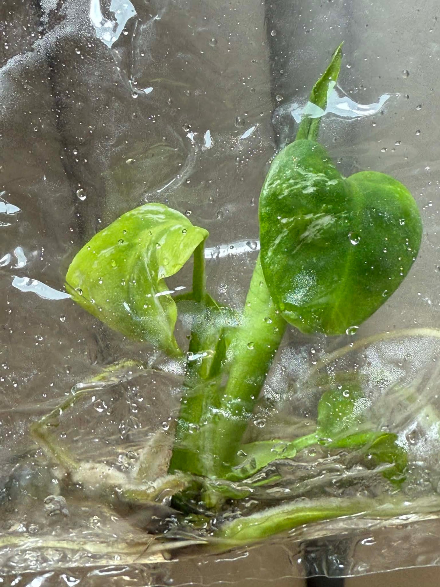 Monstera deliciosa “Devil Monster” – Tissue Culture (TC) | 100% Authentic Clone