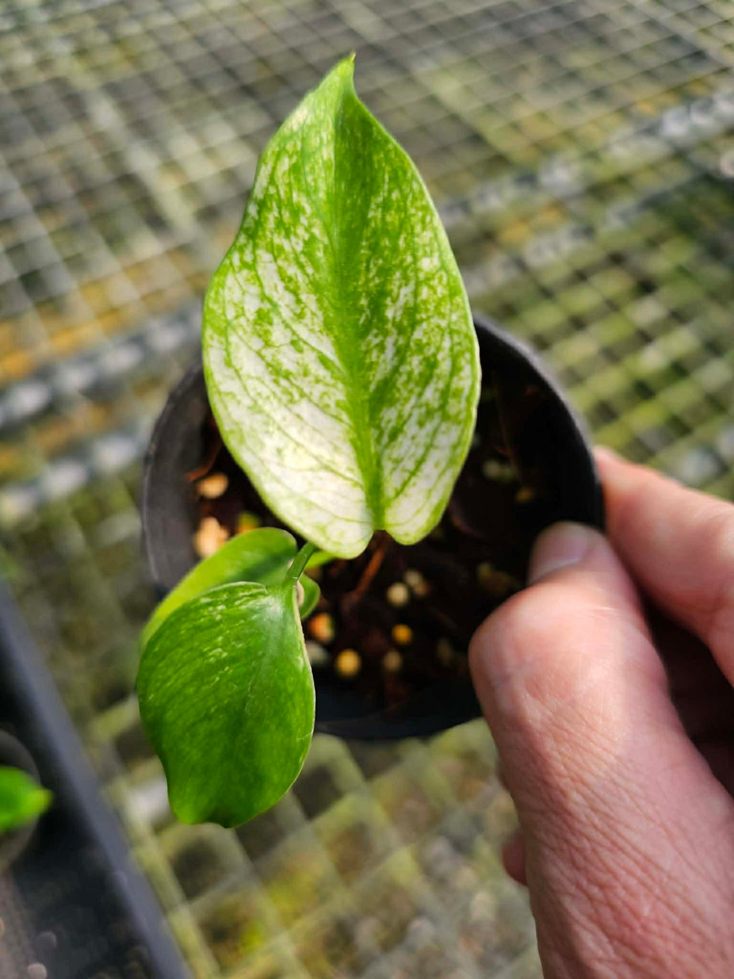 Monstera deliciosa “Devil Monster” – Tissue Culture (TC) | 100% Authentic Clone