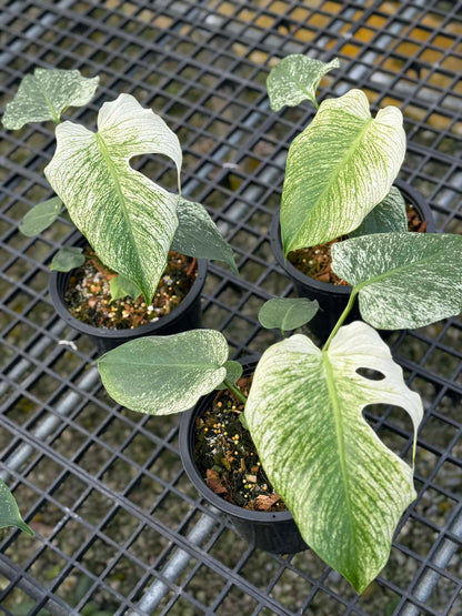 Monstera deliciosa “Devil Monster” – Tissue Culture (TC) | 100% Authentic Clone