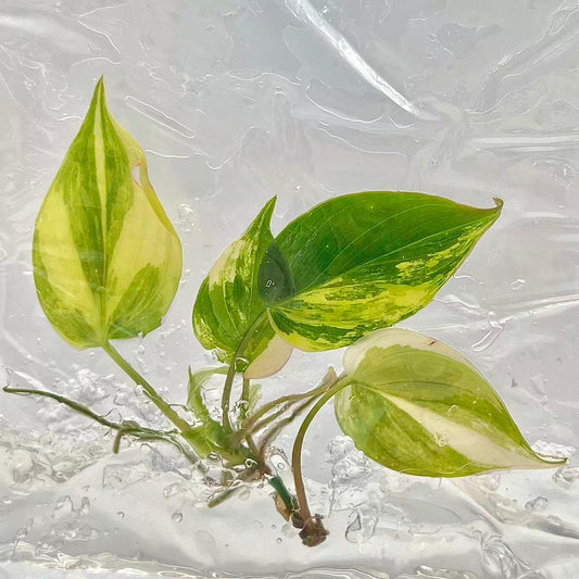 Philodendron Micans Variegated – Tissue Culture (Set of 10 Plants | 1 Plant per Bag)