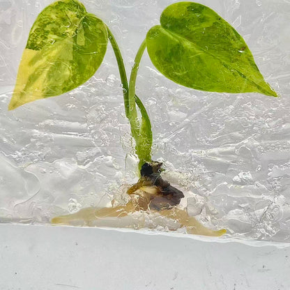 Monstera Deliciosa Aurea Variegated – Tissue Culture (Wholesale)
Set of 50 Plants