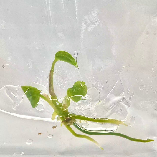 Anthurium Luxurians – Tissue Culture (TC) Plantlets | Set of 100