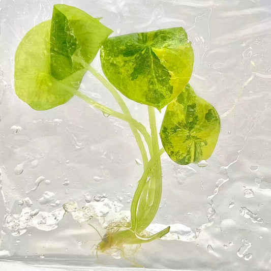 Alocasia Sinuata Aurea Variegated – Tissue Culture (TC) Plantlets | Set of 10