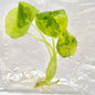 Alocasia Sinuata Aurea Variegated – Tissue Culture (TC) Plantlets | Set of 10