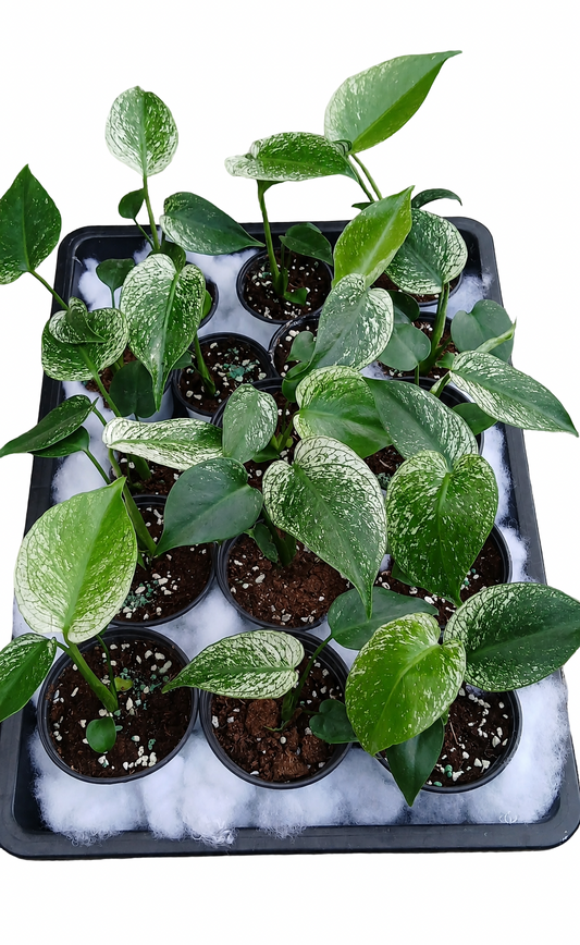 Monstera Deliciosa “Devil Monster” TC Seedlings (3-Inch Pot)