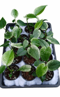 Monstera Deliciosa “Devil Monster” TC Seedlings (3-Inch Pot)