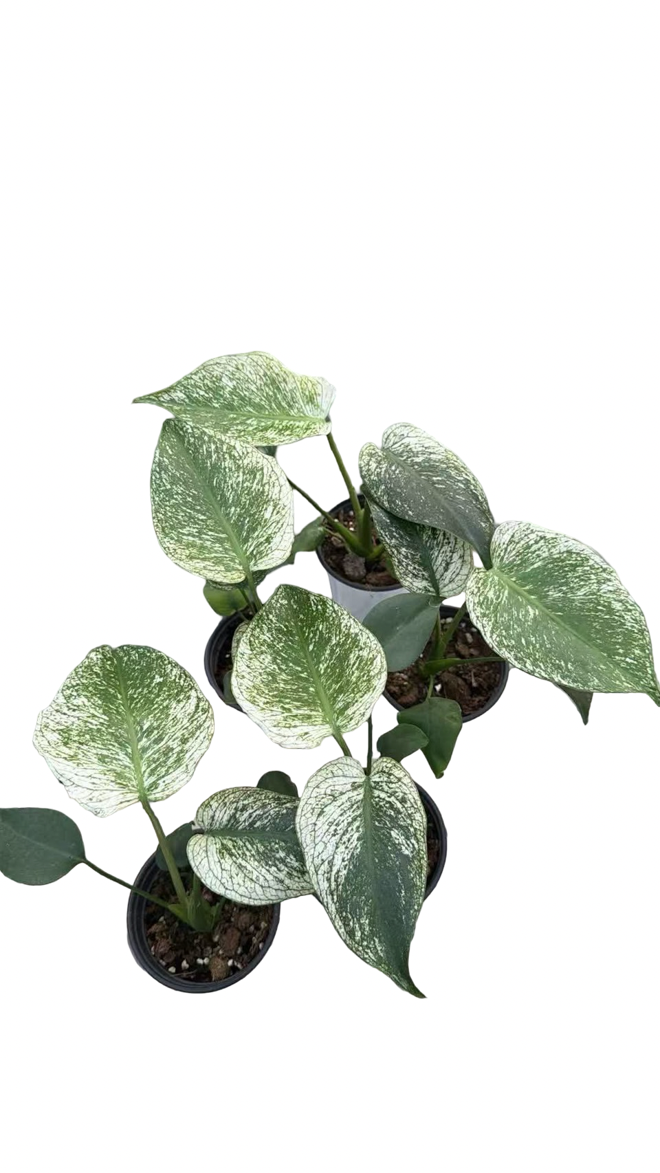Monstera Deliciosa “Devil Monster” TC Seedlings (4-Inch Pot)