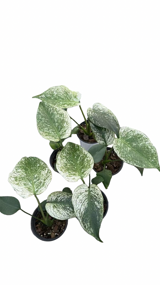 Monstera Deliciosa “Devil Monster” TC Seedlings (4-Inch Pot)