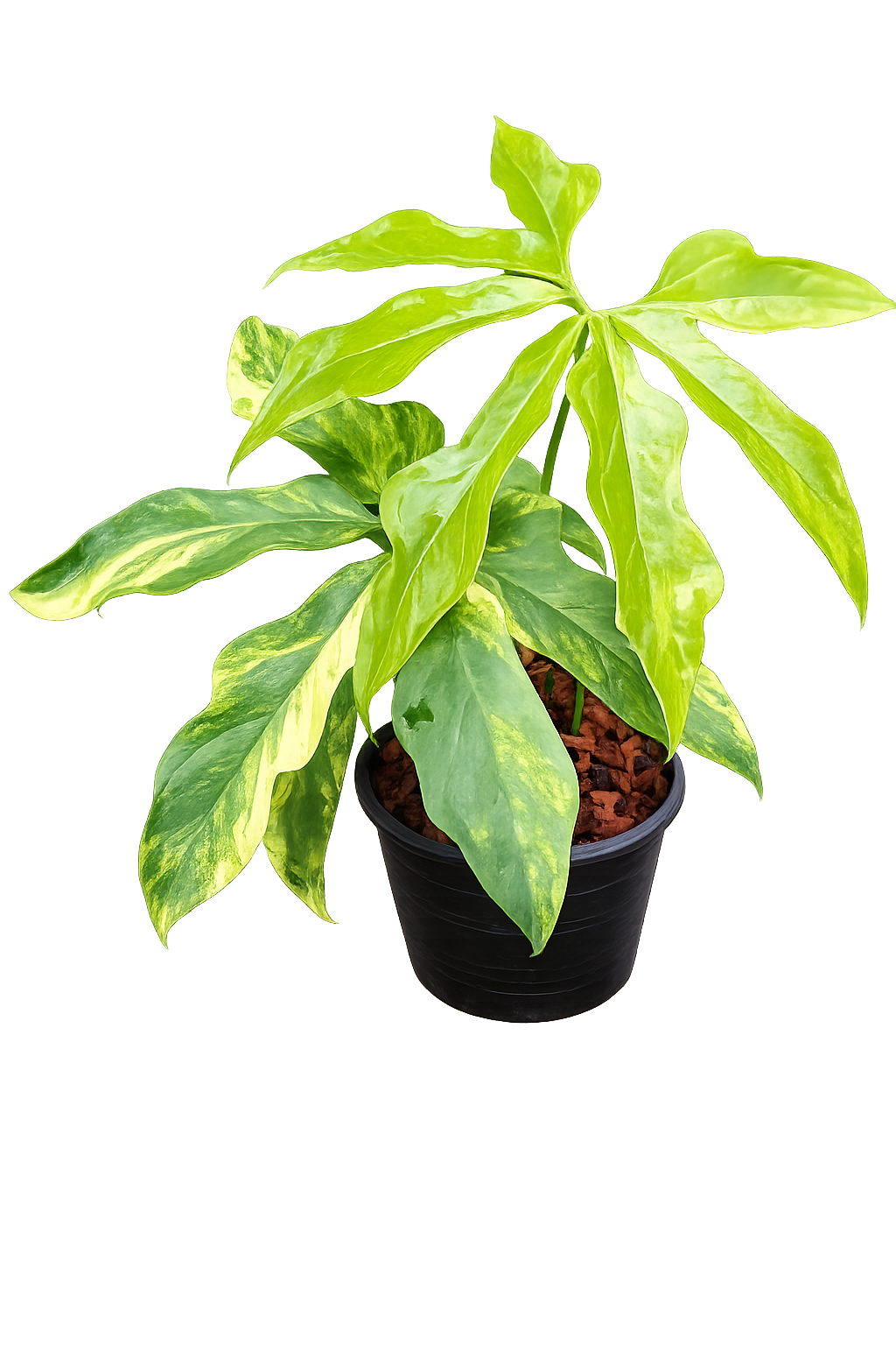 Anthurium clavigerum Variegated