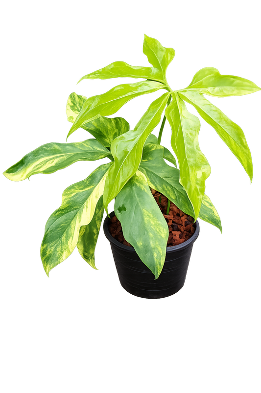 Anthurium clavigerum Variegated
