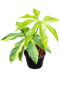 Anthurium clavigerum Variegated