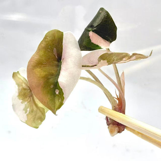 Alocasia Chantrieri Variegated – Tissue Culture | Wholesale Set (5 Plants)