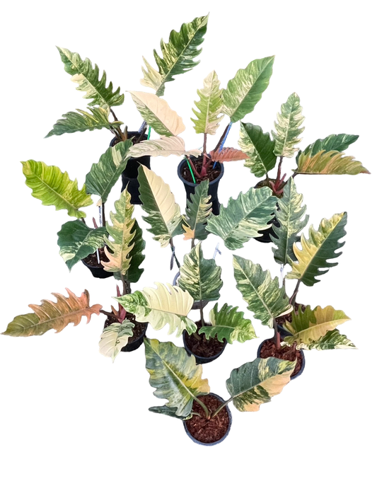 Philodendron Caramel Marble Variegated – Potted Plants | Set of 10