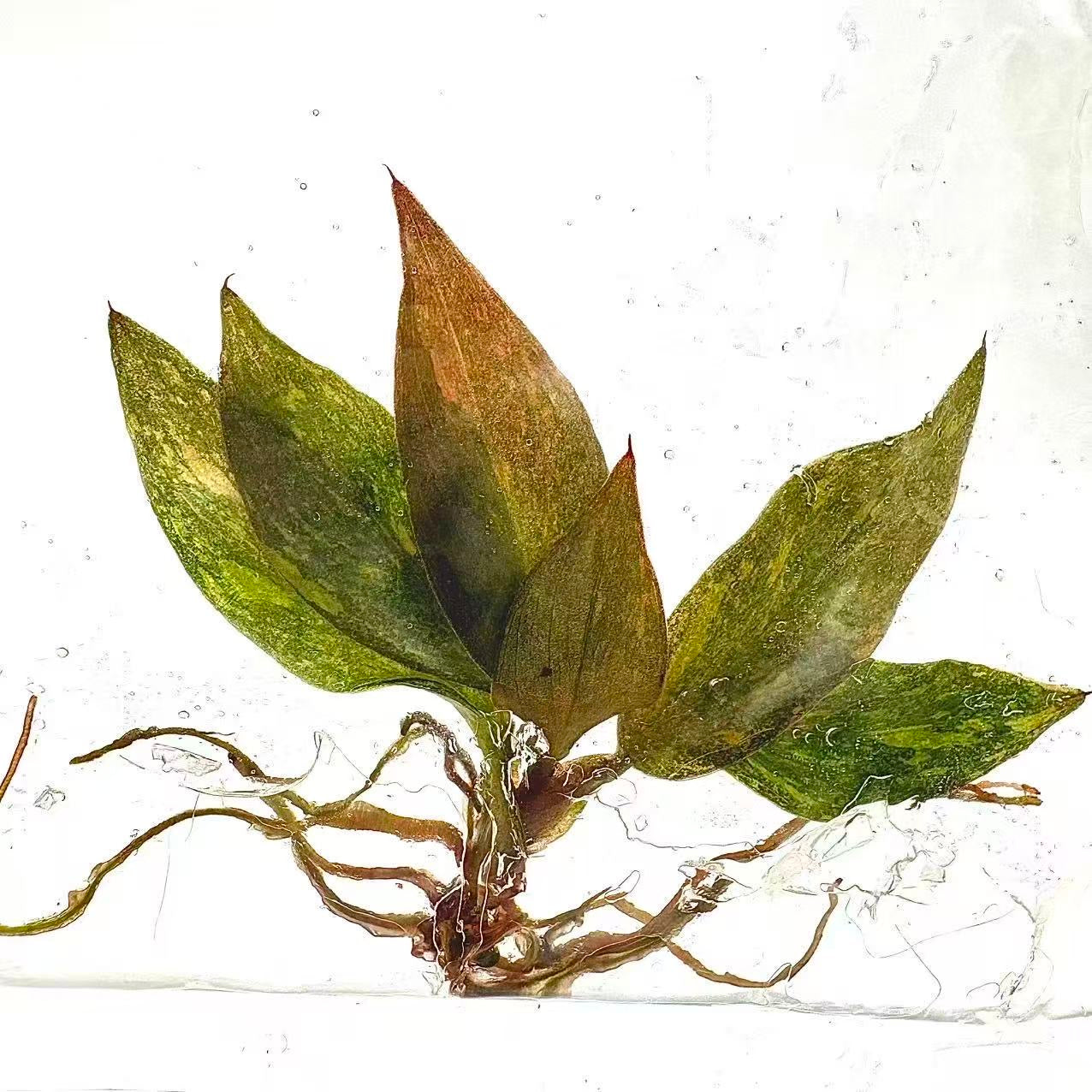 Philodendron Orange Princess Galaxy – Tissue Culture | Wholesale Set of 100 Plants