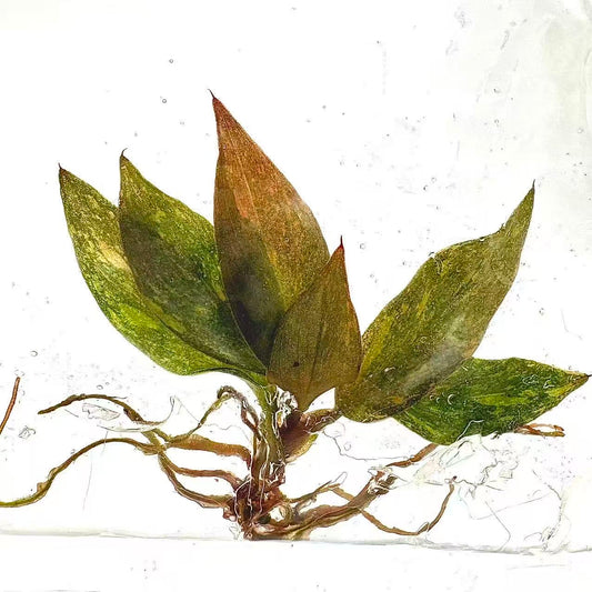 Philodendron Orange Princess Galaxy – Tissue Culture | Wholesale Set of 100 Plants