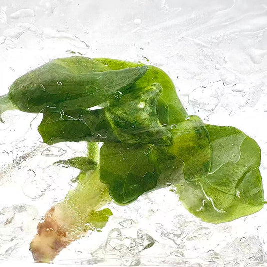 Philodendron Super Atom Variegated – Tissue Culture | Wholesale Set of 10 Plants