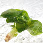 Philodendron Super Atom Variegated – Tissue Culture | Wholesale Set of 10 Plants