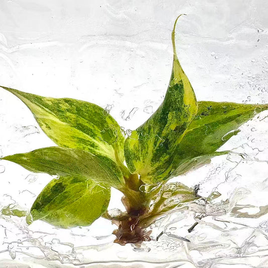 Philodendron Gloriosum Variegated – Tissue Culture | Set of 10 Plants