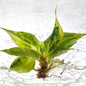 Philodendron Gloriosum Variegated – Tissue Culture | Set of 10 Plants