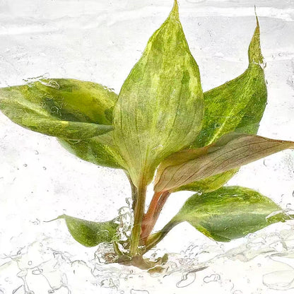 Philodendron Gloriosum Variegated – Tissue Culture | Set of 10 Plants