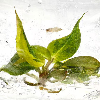 Philodendron Gloriosum Variegated – Tissue Culture | Set of 10 Plants