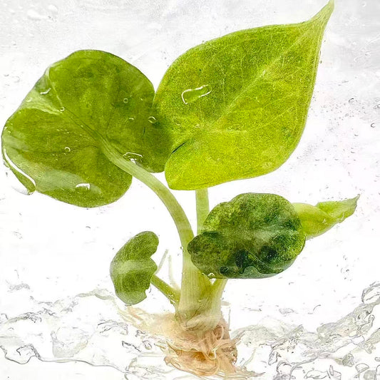 Alocasia Ninja Mint Variegated – Tissue Culture Plantlets (Wholesale Set of 10)