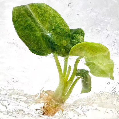 Alocasia Ninja Mint Variegated – Tissue Culture Plantlets (Wholesale Set of 10)