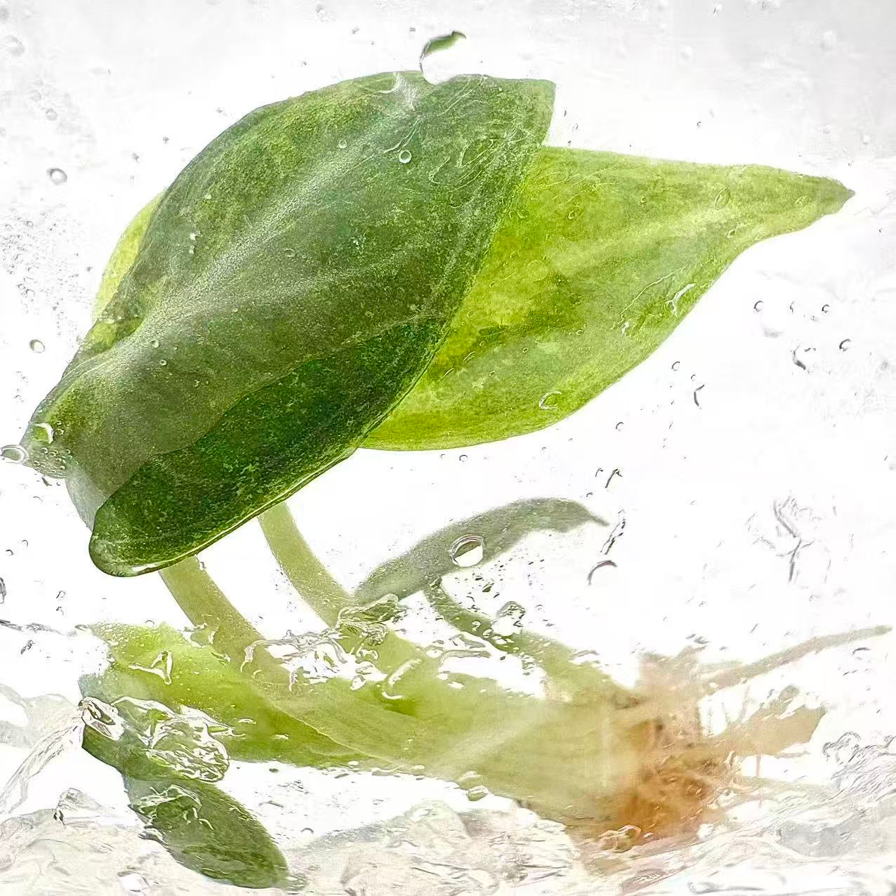 Alocasia Ninja Mint Variegated – Tissue Culture Plantlets (Wholesale Set of 10)
