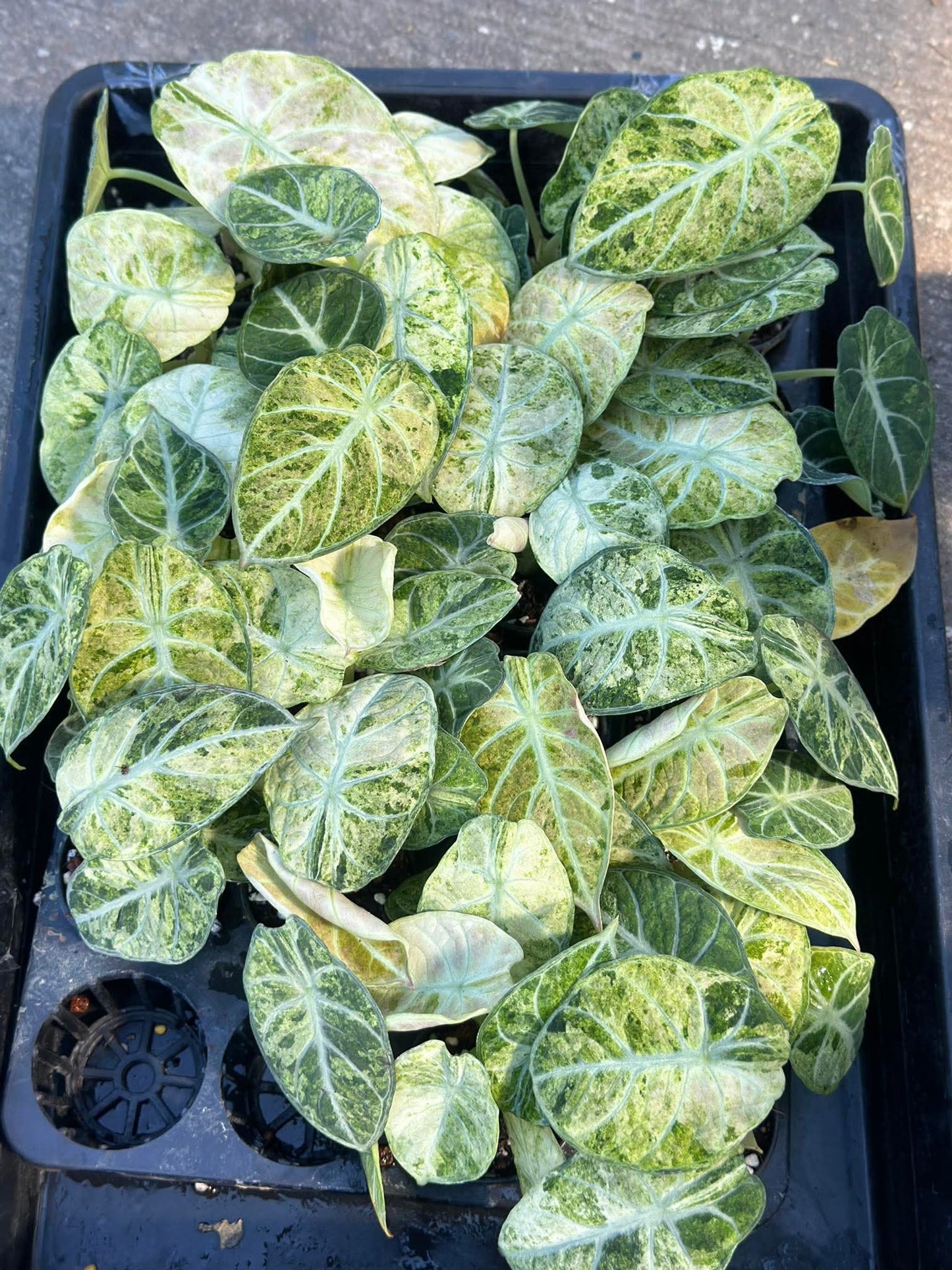 Alocasia Ninja Mint Variegated – Tissue Culture Plantlets (Wholesale Set of 10)