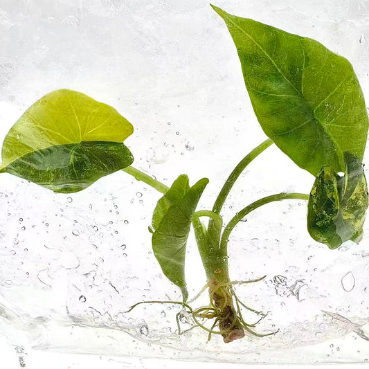 Alocasia Simpo Aurea Variegated – Tissue Culture | Wholesale Set of 10 Plants