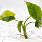 Alocasia Simpo Aurea Variegated – Tissue Culture | Wholesale Set of 10 Plants