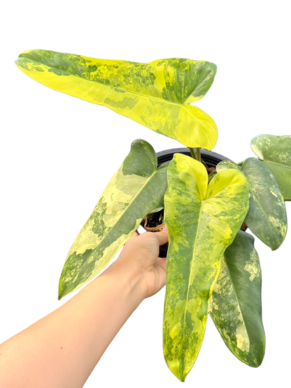 Philodendron (FB x Mayoi) x (Bobcee x Black Billietiae) Variegated Hybrid
