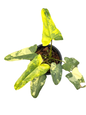 Philodendron (FB x Mayoi) x (Bobcee x Black Billietiae) Variegated Hybrid