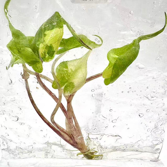 Alocasia Stingray Aurea Variegated – Tissue Culture | Wholesale Set of 10 Plants