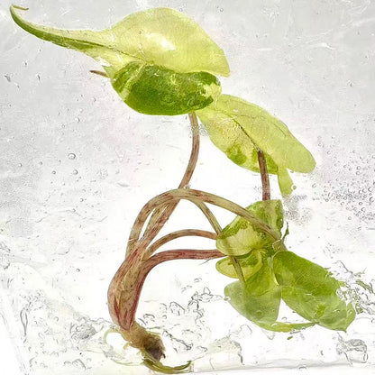 Alocasia Stingray Aurea Variegated – Tissue Culture | Wholesale Set of 10 Plants