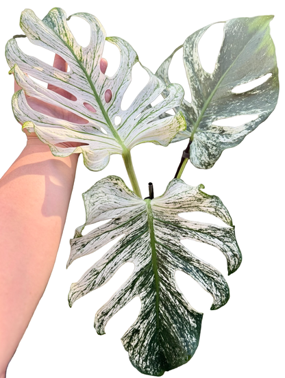 Monstera deliciosa ‘Devil Monster’ — Well-Rooted 3-Leaf Top Cut