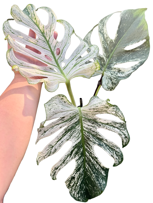 Monstera deliciosa ‘Devil Monster’ — Well-Rooted 3-Leaf Top Cut