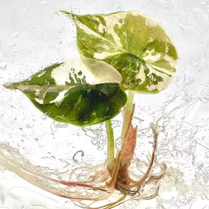 Alocasia Azlanii Albo Pink Variegated – Tissue Culture (Wholesale) Set of 10 Plants