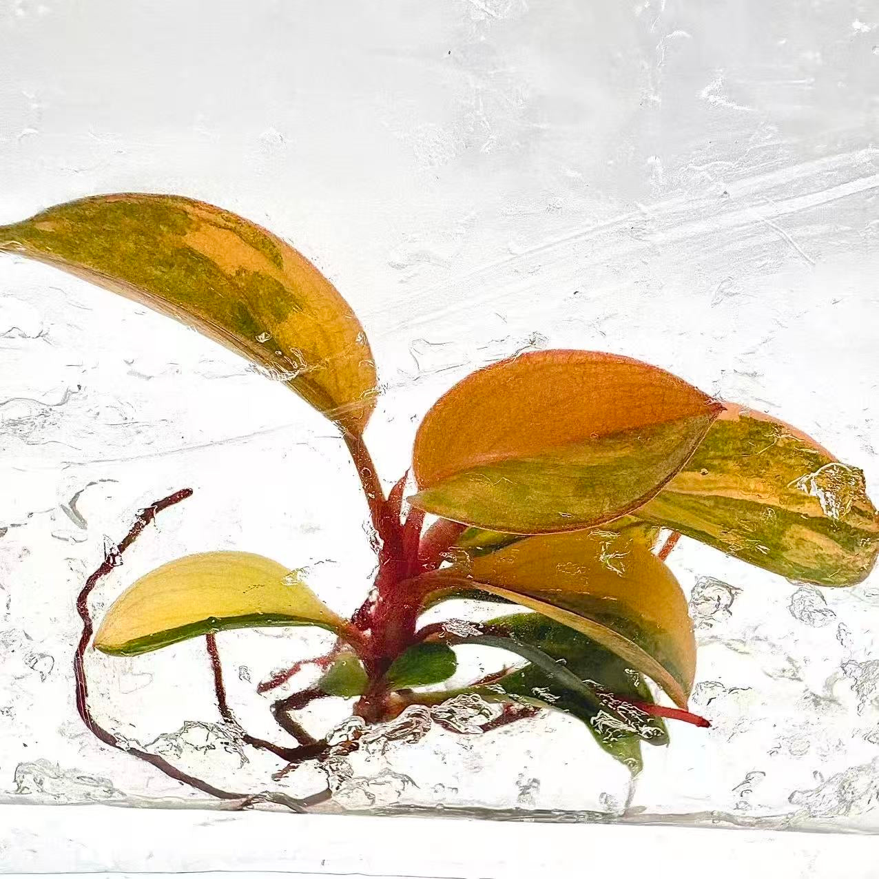 Philodendron Red Congo Variegated – Tissue Culture (Wholesale)
Set of 30 Plants